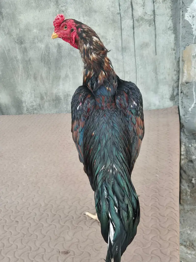 top quality aseel breeder — photo 5