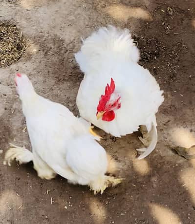 White Bantam Pair for Sale | White Bantum Breeder Pair for Sale