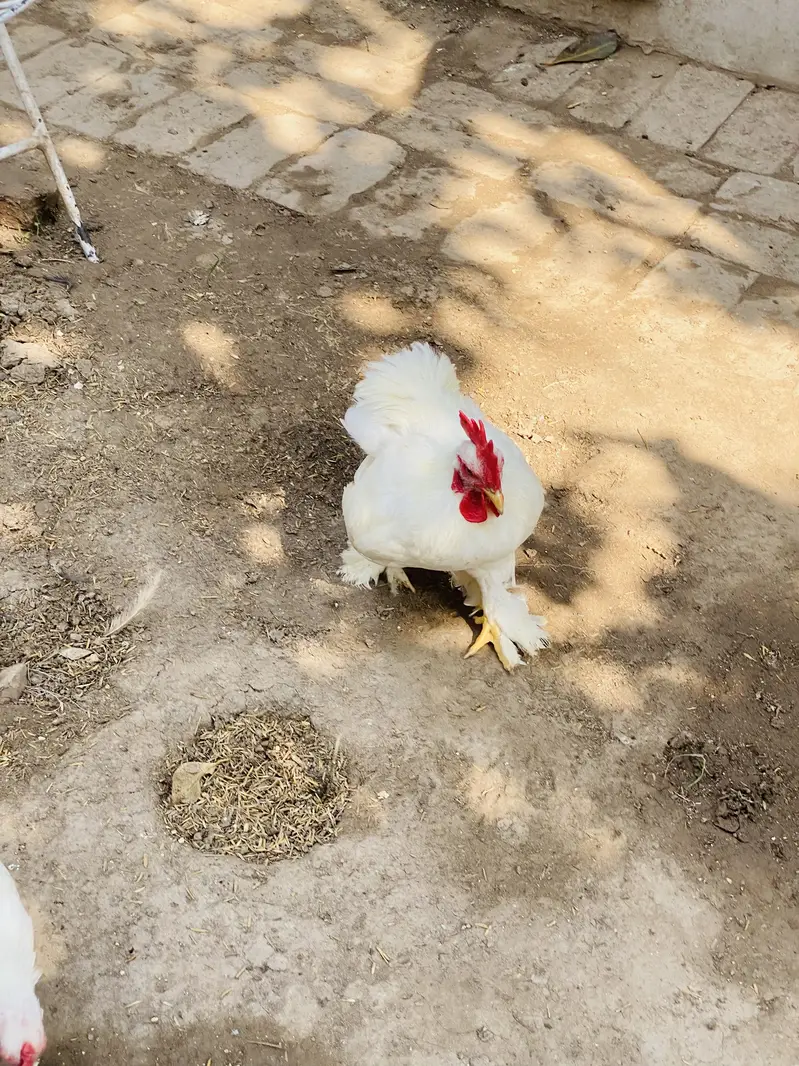 White Bantam Pair for Sale | White Bantum Breeder Pair for Sale — photo 2