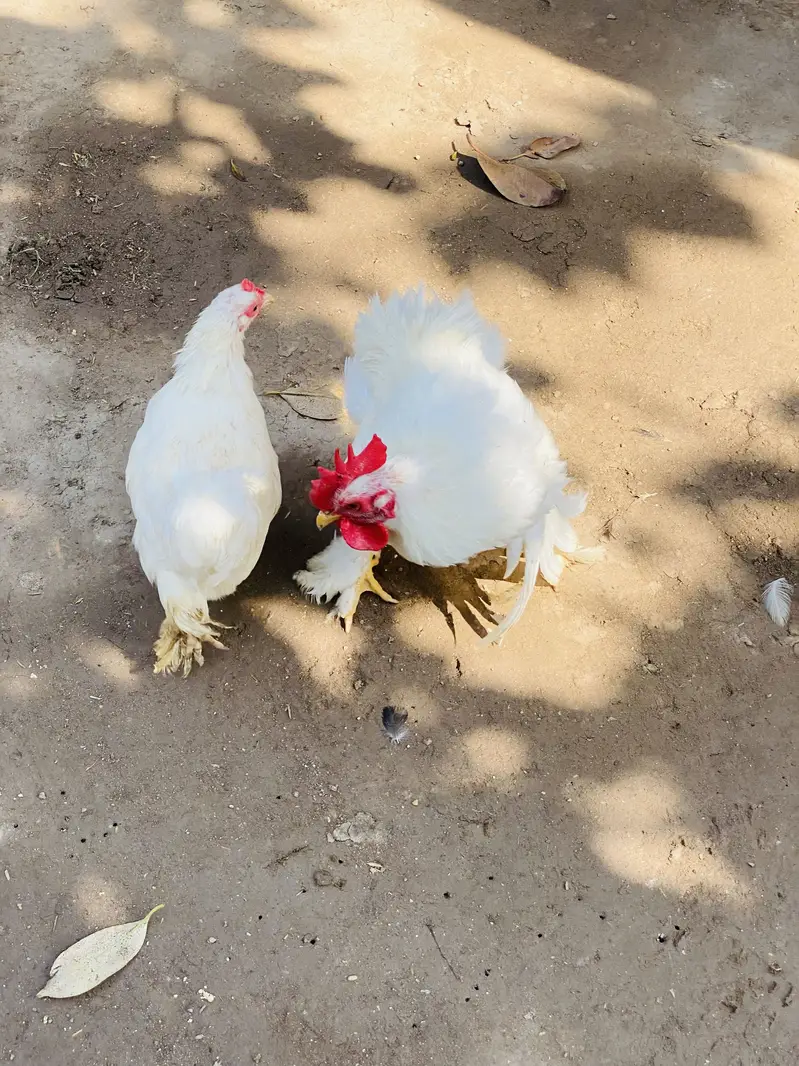 White Bantam Pair for Sale | White Bantum Breeder Pair for Sale — photo 3
