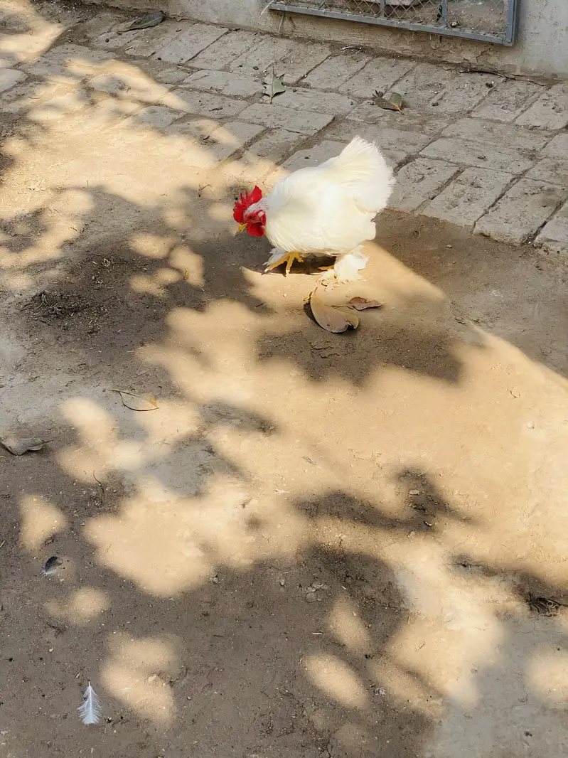 White Bantam Pair for Sale | White Bantum Breeder Pair for Sale — photo 4