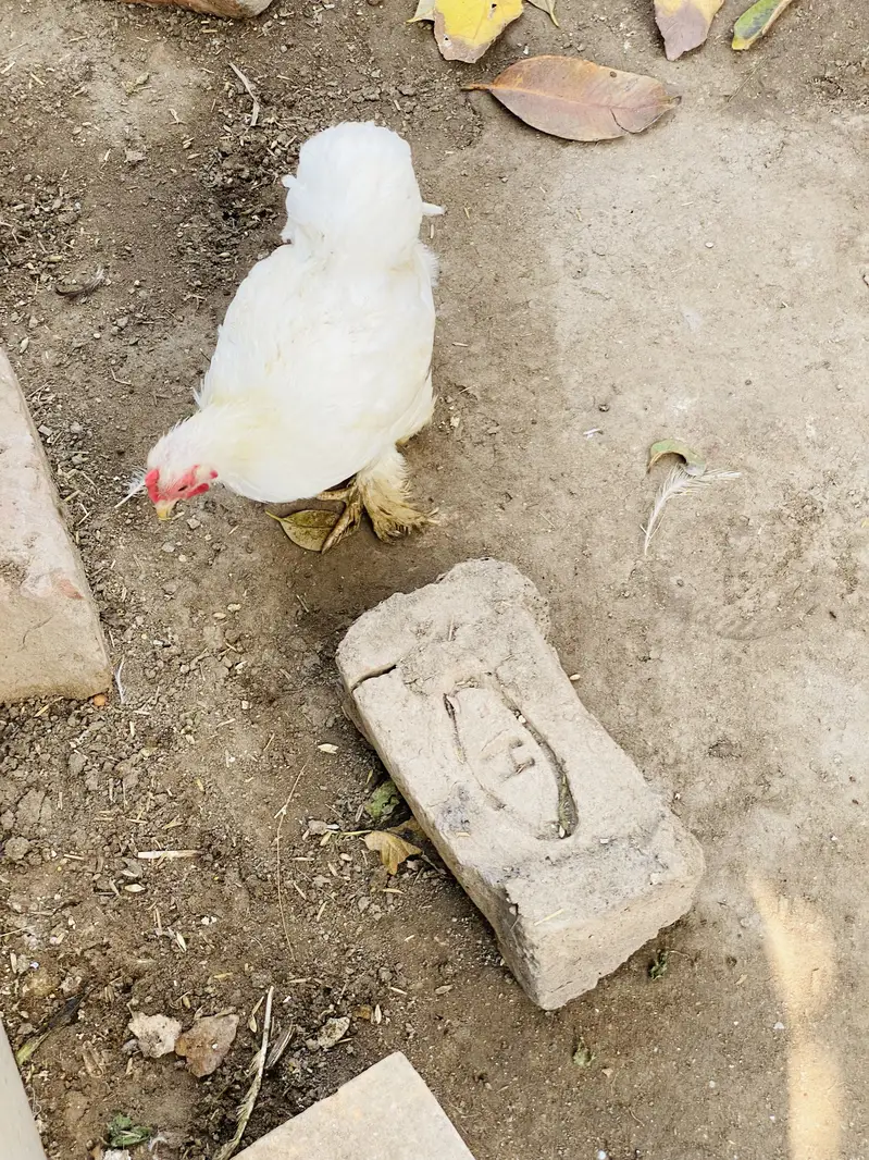 White Bantam Pair for Sale | White Bantum Breeder Pair for Sale — photo 5