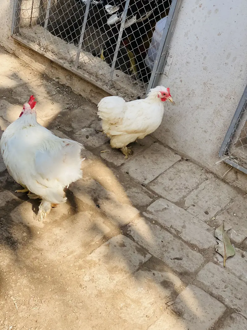 White Bantam Pair for Sale | White Bantum Breeder Pair for Sale — photo 6