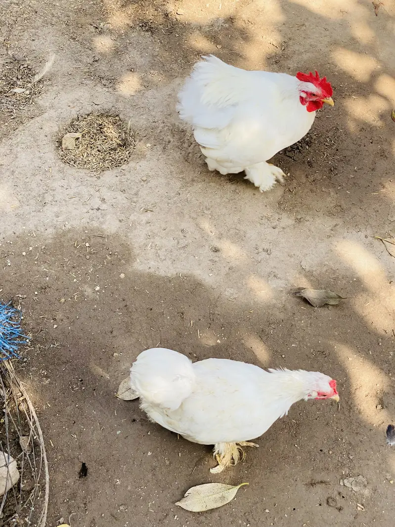 White Bantam Pair for Sale | White Bantum Breeder Pair for Sale — photo 7