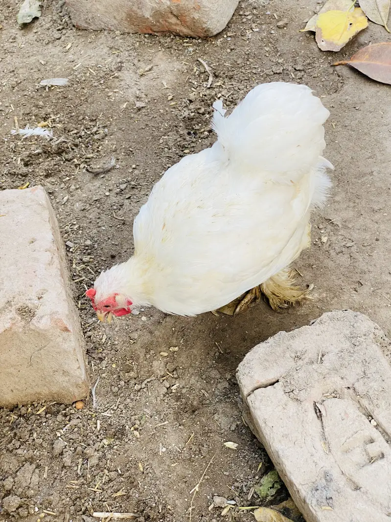White Bantam Pair for Sale | White Bantum Breeder Pair for Sale — photo 8