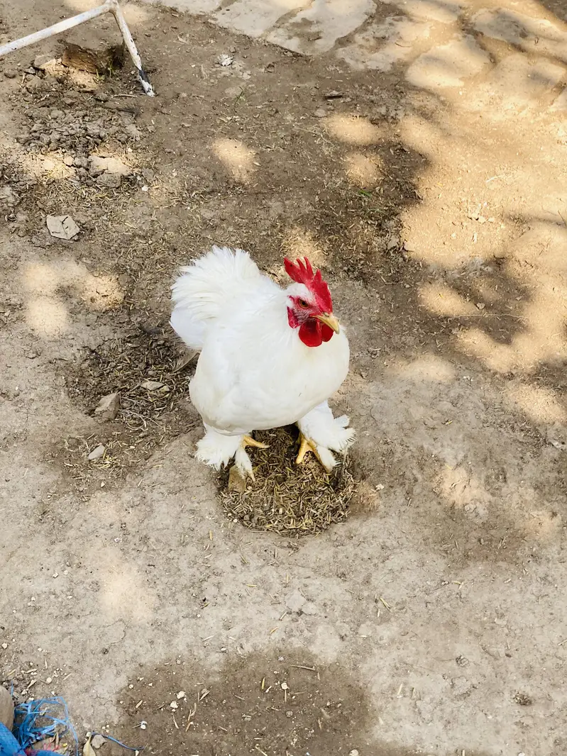 White Bantam Pair for Sale | White Bantum Breeder Pair for Sale — photo 9