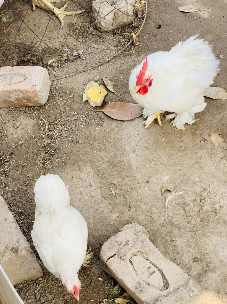White Bantam Pair for Sale | White Bantum Breeder Pair for Sale — photo 10