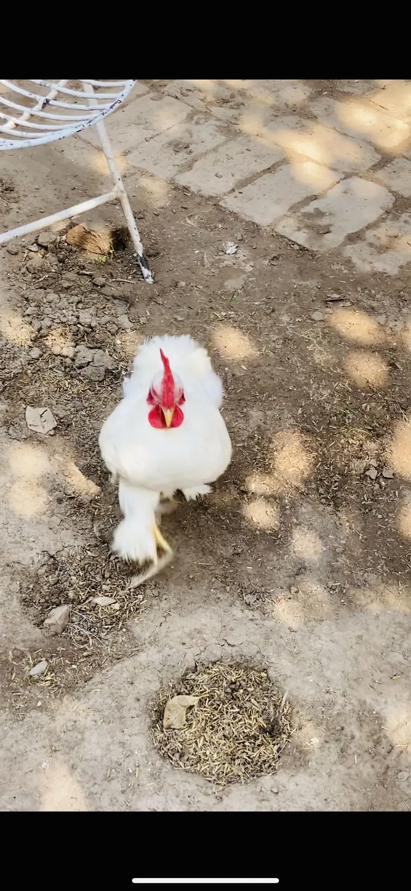 White Bantam Pair for Sale | White Bantum Breeder Pair for Sale — photo 11