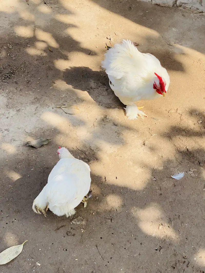 White Bantam Pair for Sale | White Bantum Breeder Pair for Sale — photo 12