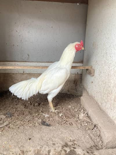 heera murga for sale