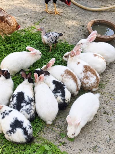 Rabbits