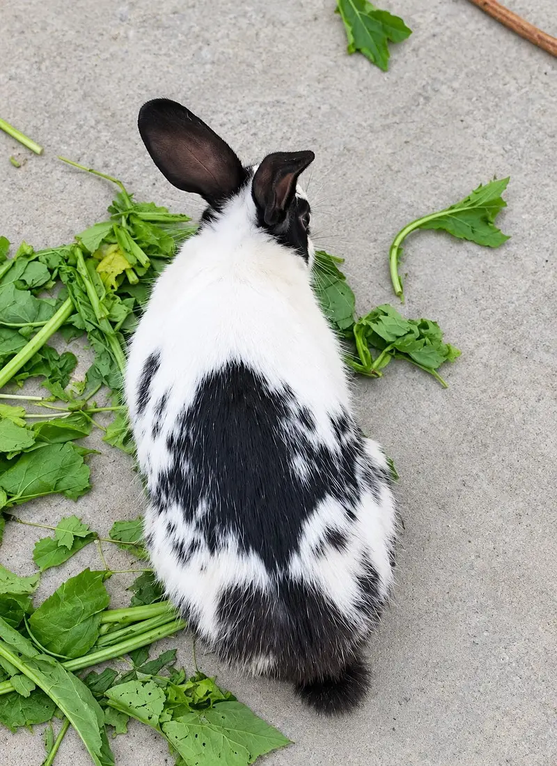 Rabbits — photo 2