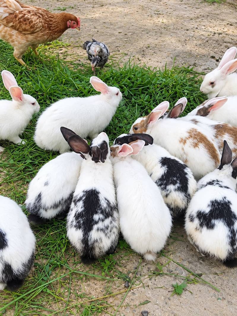 Rabbits 2