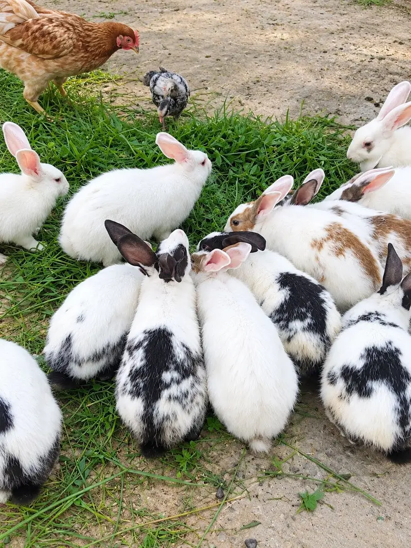Rabbits — photo 3