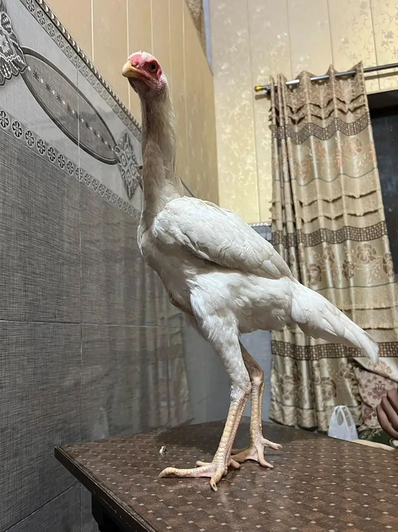 Pure Japanese White Oh Shamo Phatti — photo 7