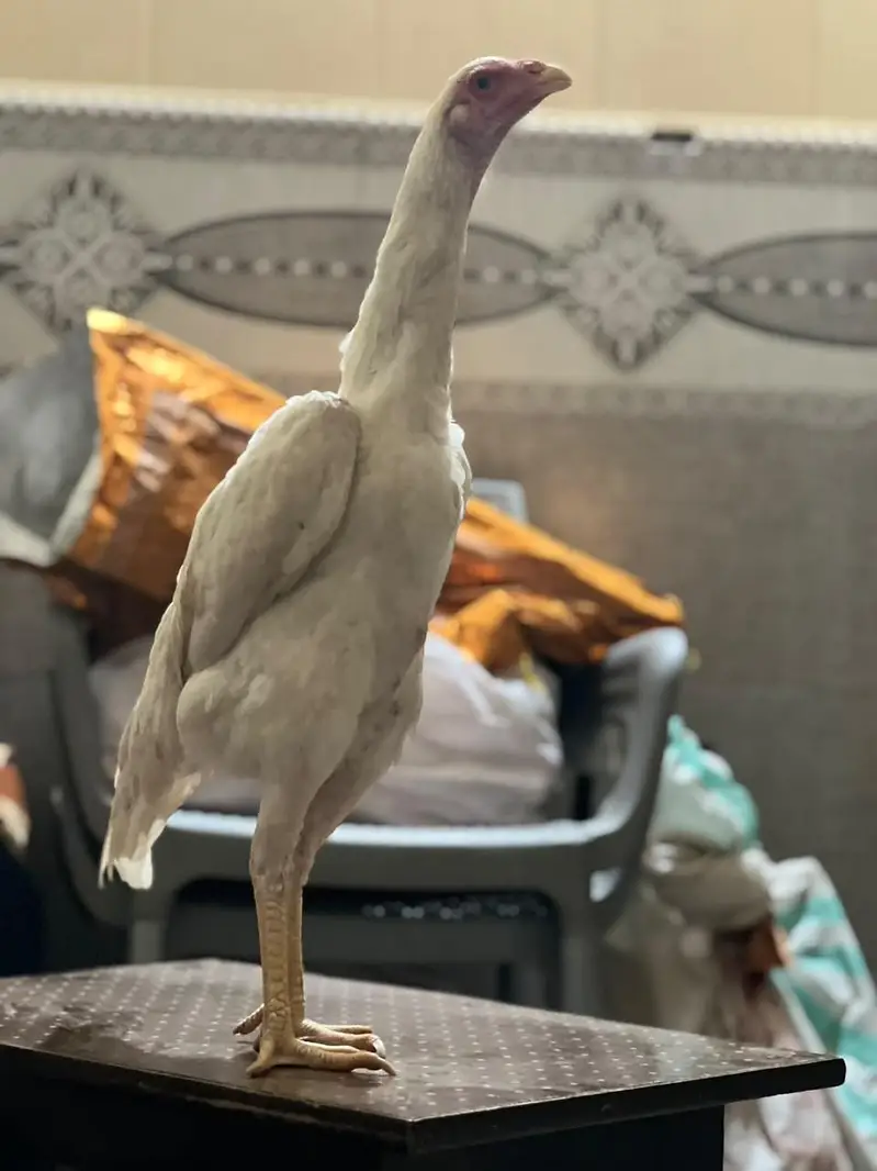Pure Japanese White Oh Shamo Phatti — photo 2