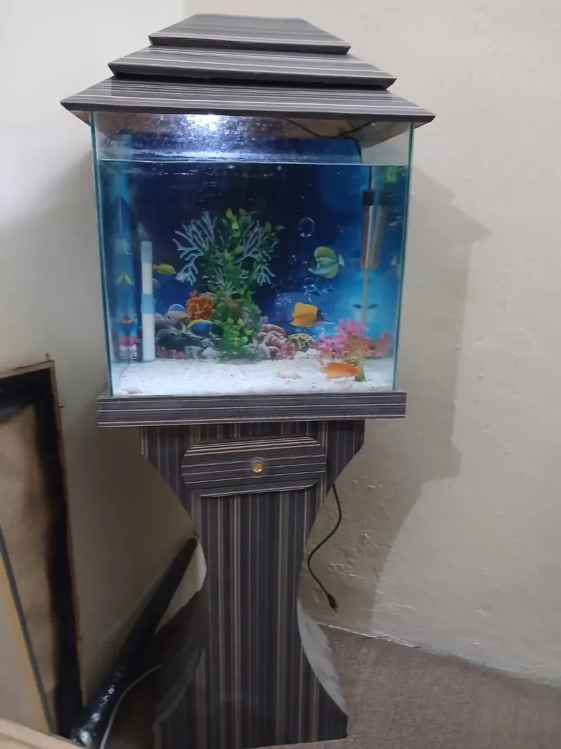 Fish Aquarium with 4 gold fish — photo 2
