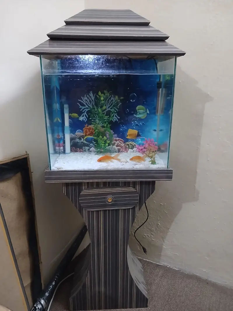 Fish Aquarium with 4 gold fish — photo 3
