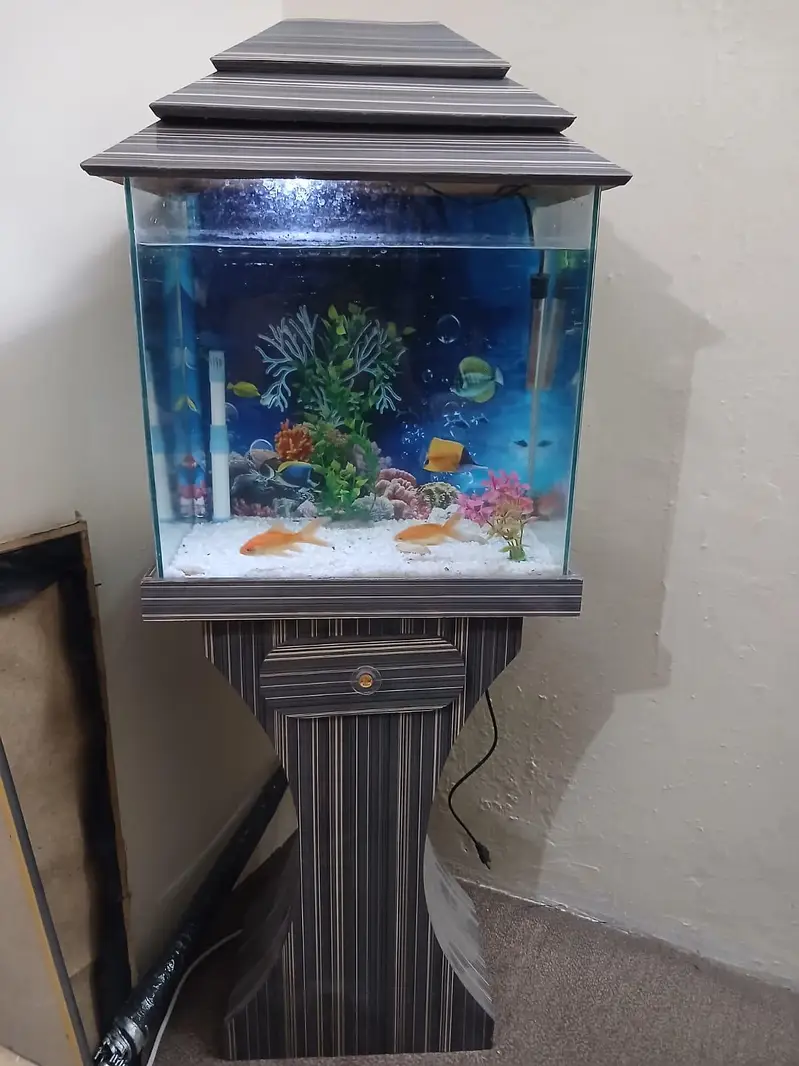 Fish Aquarium with 4 gold fish — photo 4
