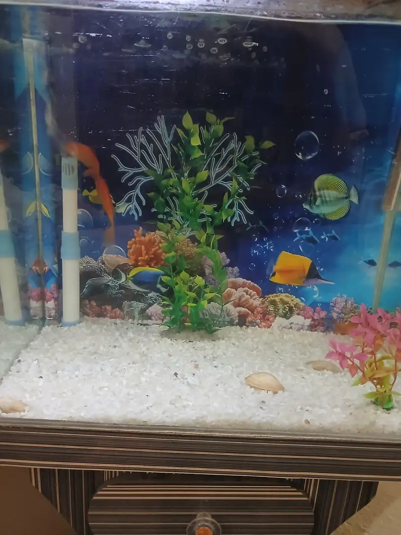 Fish Aquarium with 4 gold fish — photo 6