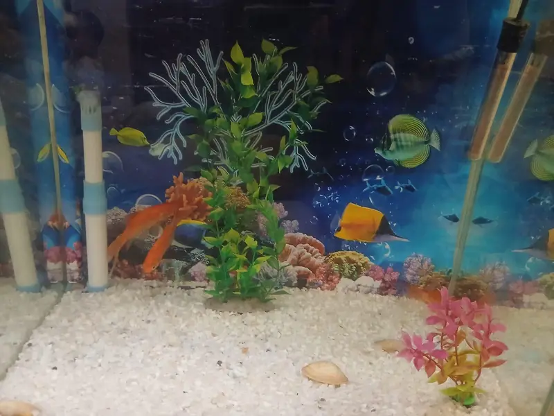 Fish Aquarium with 4 gold fish — photo 7