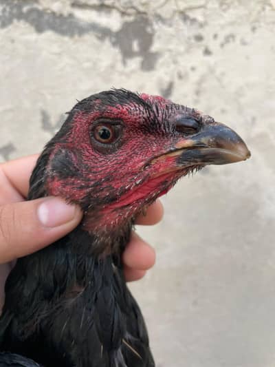 pokaya female for sale