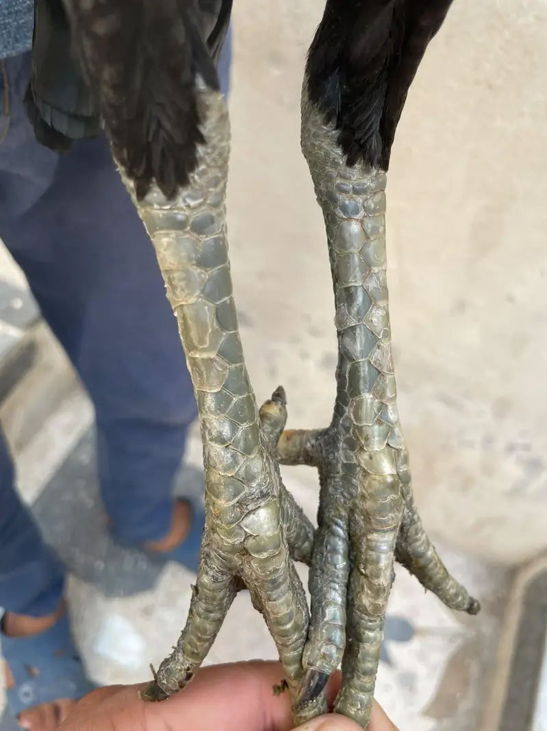 pokaya female for sale — photo 2