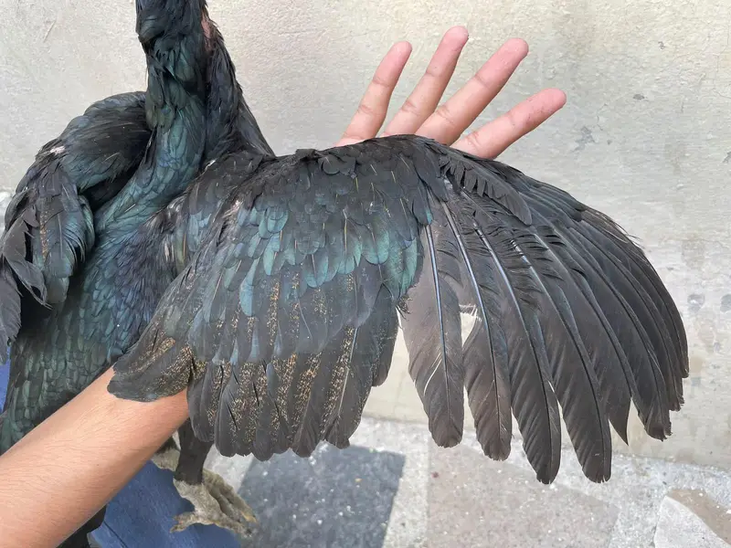 pokaya female for sale — photo 3
