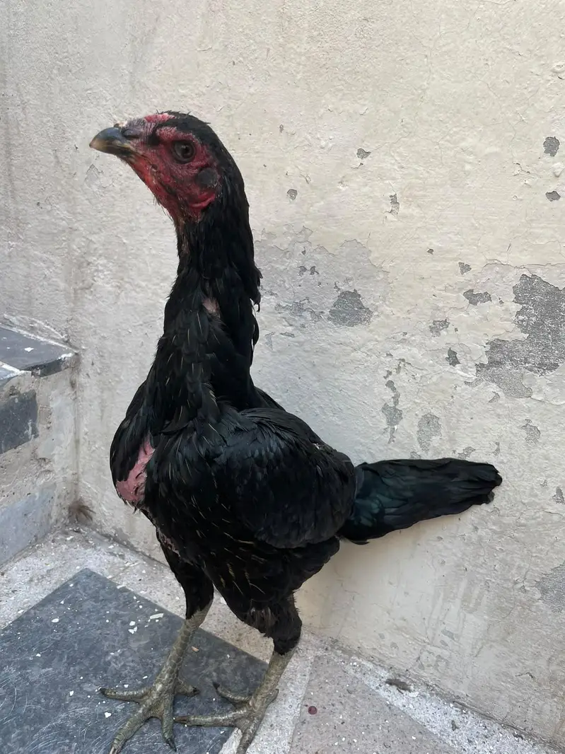 pokaya female for sale — photo 4