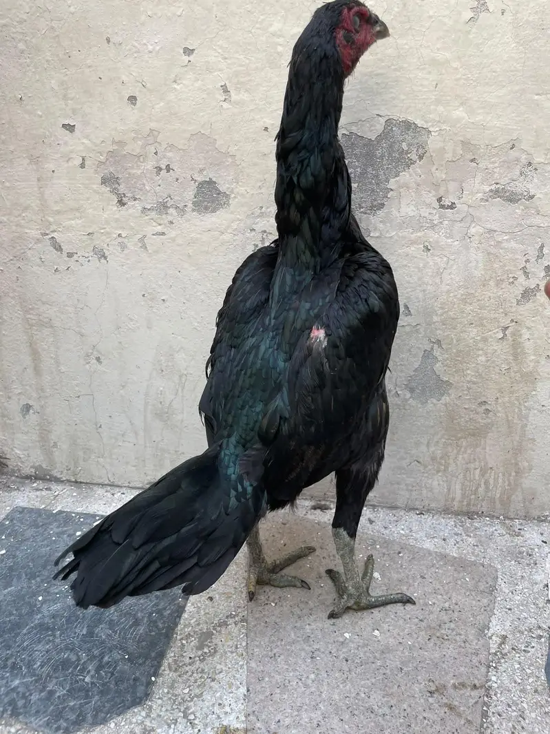 pokaya female for sale — photo 5