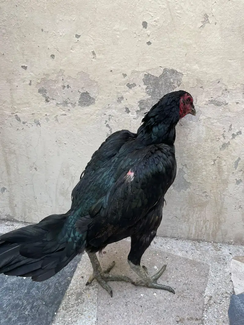 pokaya female for sale — photo 6