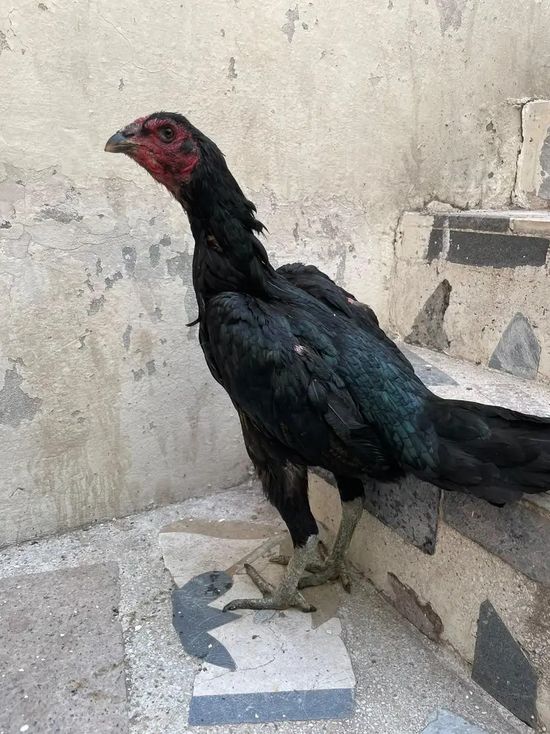 pokaya female for sale — photo 7