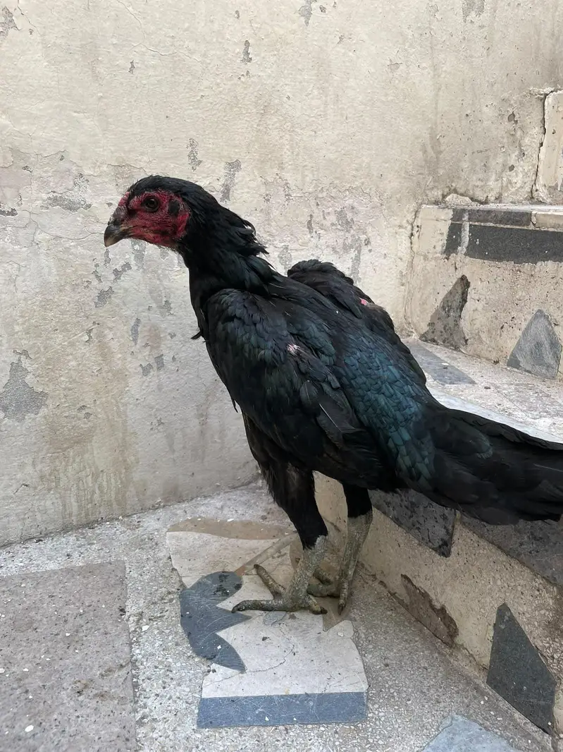 pokaya female for sale — photo 8