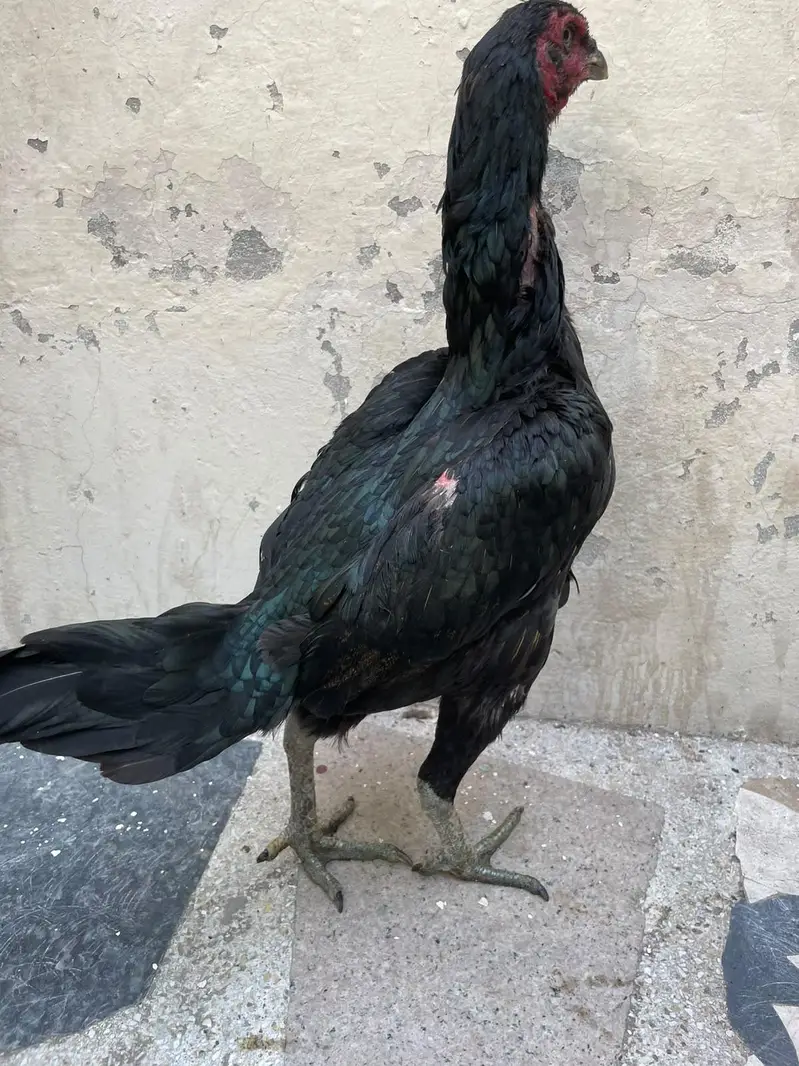 pokaya female for sale — photo 9