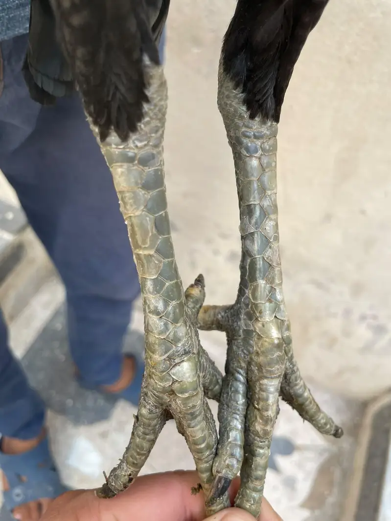 pokaya female for sale — photo 10
