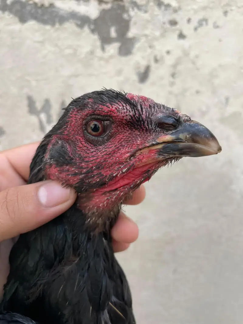 pokaya female for sale — photo 11