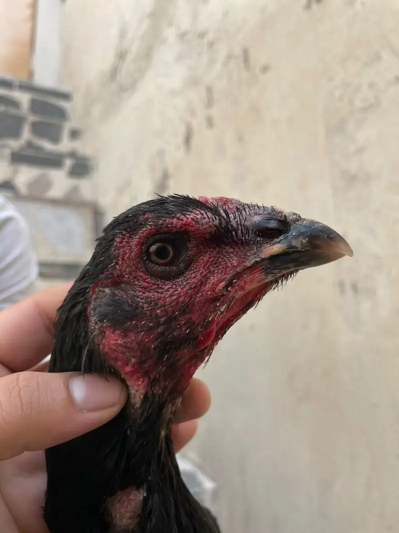 pokaya female for sale — photo 12
