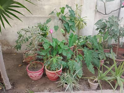 Indoor outdoor various plants Dracaena reflexa, Desert Rose