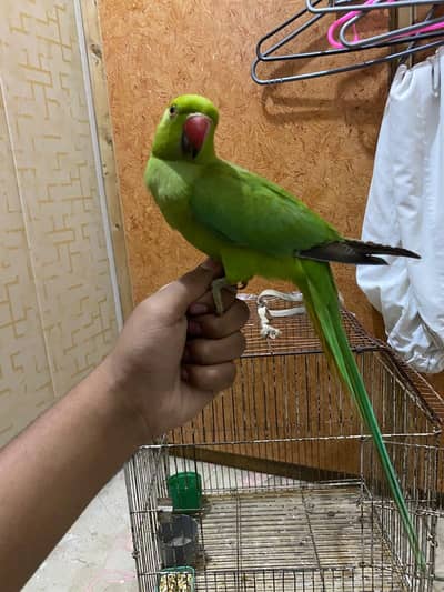 Hand tame parrot
