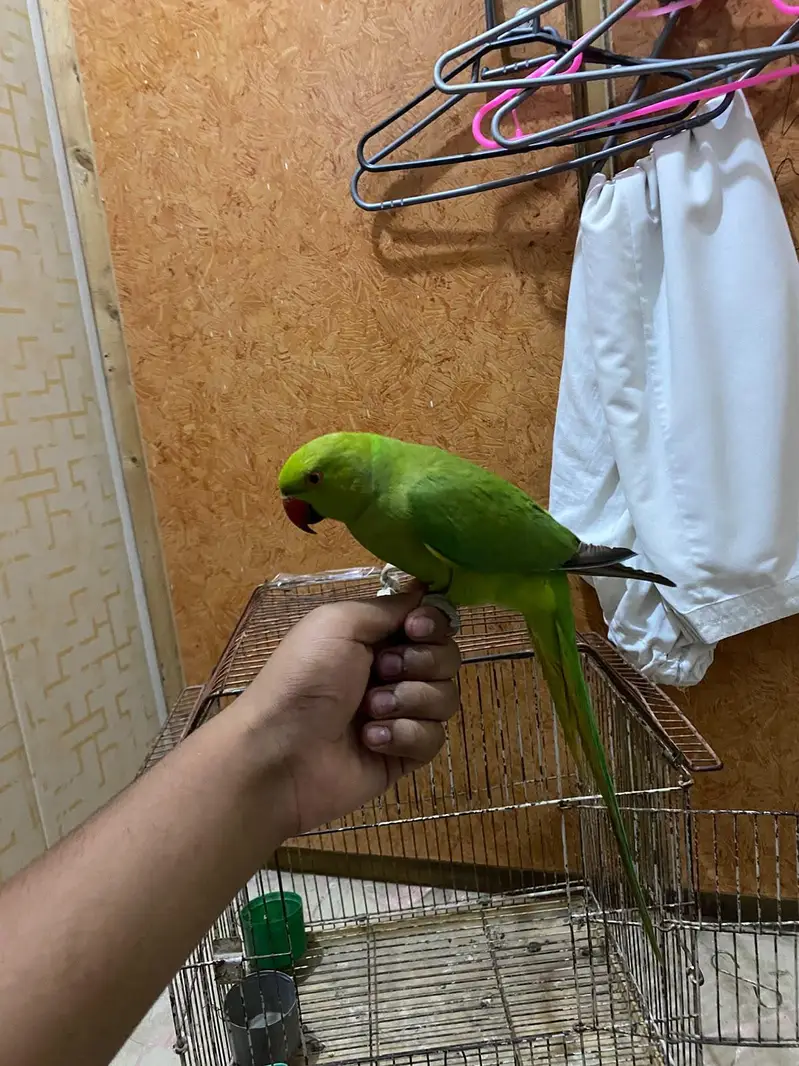 Hand tame parrot — photo 2