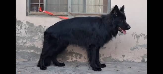 Black Garmen Shefat Pink pedigree Male