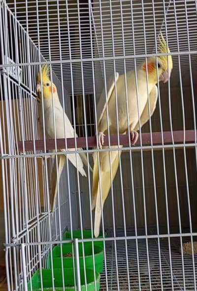 breeder cock tail pair