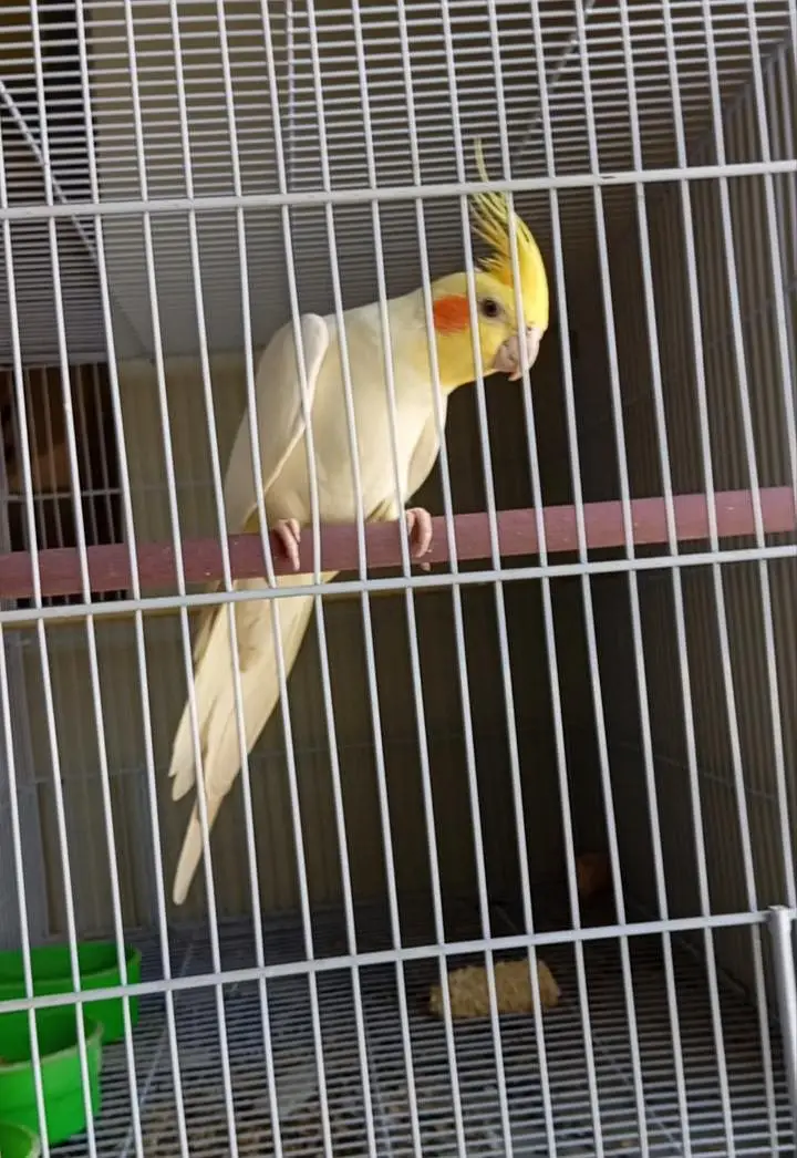 breeder cock tail pair — photo 2
