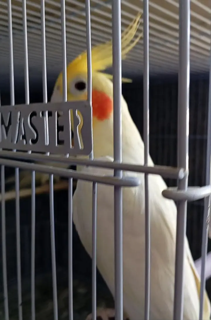 breeder cock tail pair — photo 3