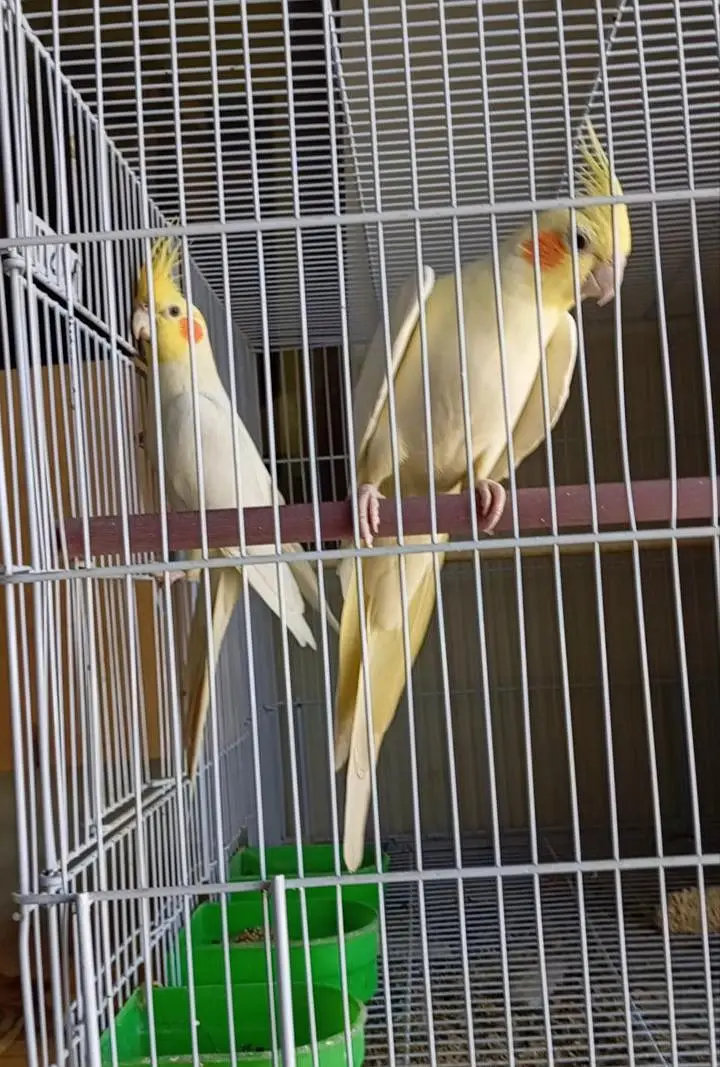 breeder cock tail pair — photo 4