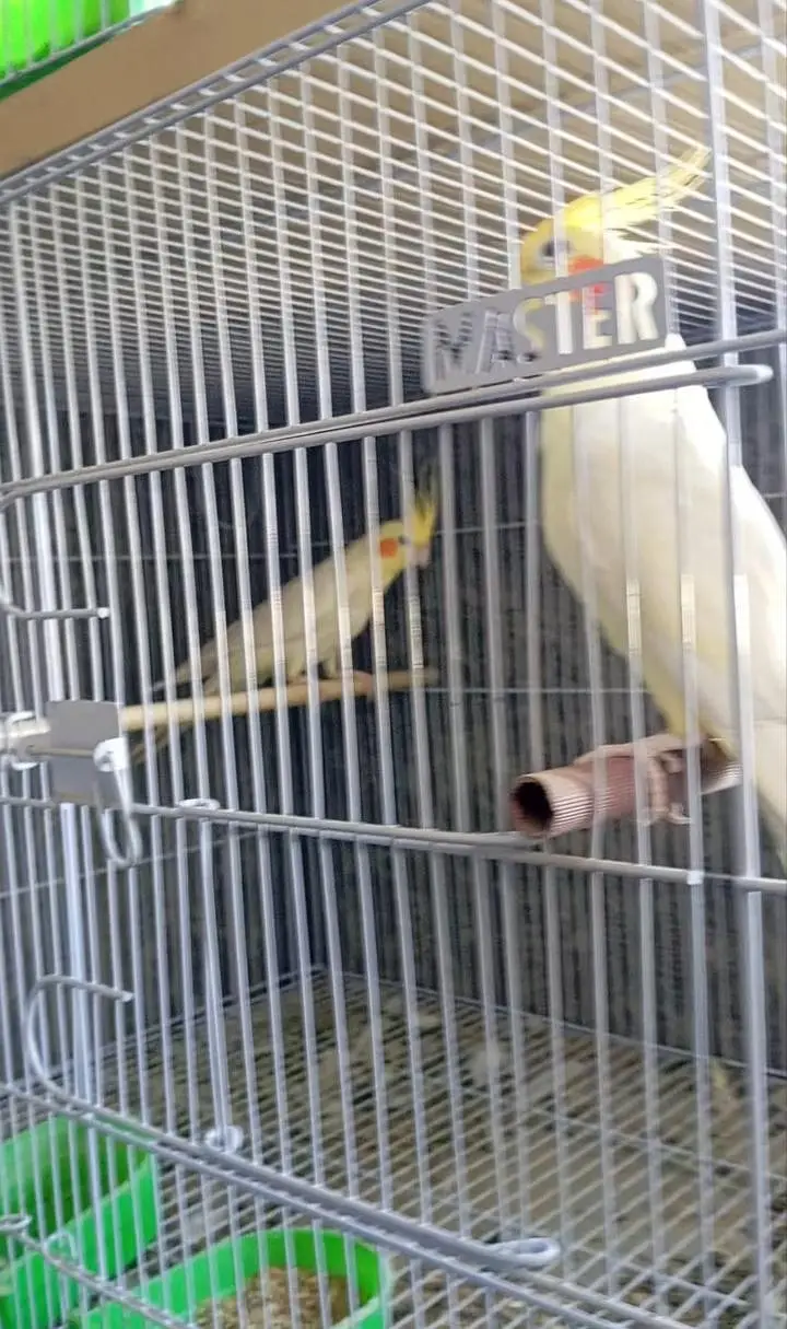 breeder cock tail pair — photo 5