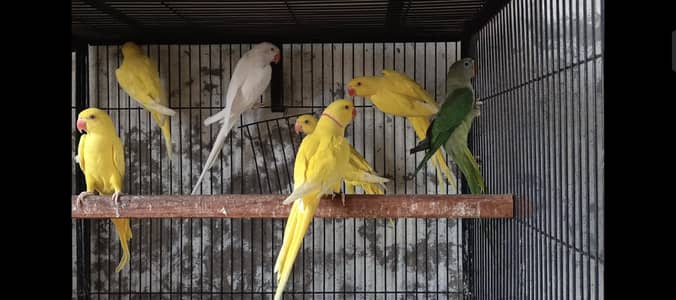 YELLOW RN , WHITE RN AND GREEN PARROTS FOR SALE (READ AD)