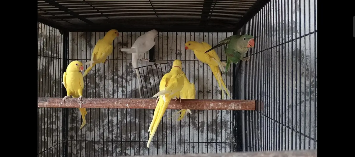 YELLOW RN , WHITE RN AND GREEN PARROTS FOR SALE (READ AD) — photo 2