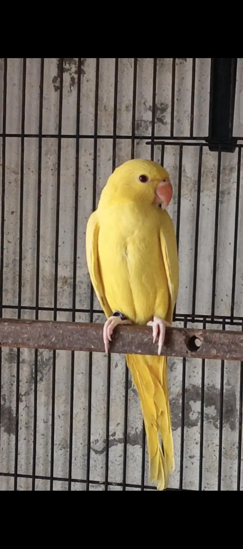 YELLOW RN , WHITE RN AND GREEN PARROTS FOR SALE (READ AD) — photo 3