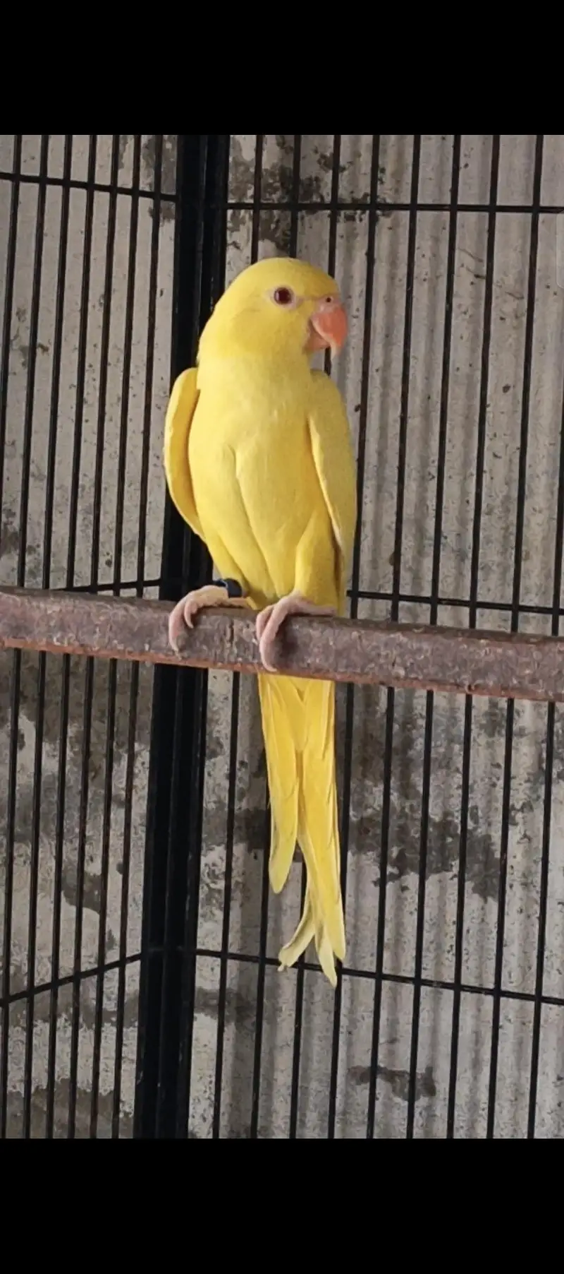YELLOW RN , WHITE RN AND GREEN PARROTS FOR SALE (READ AD) — photo 4